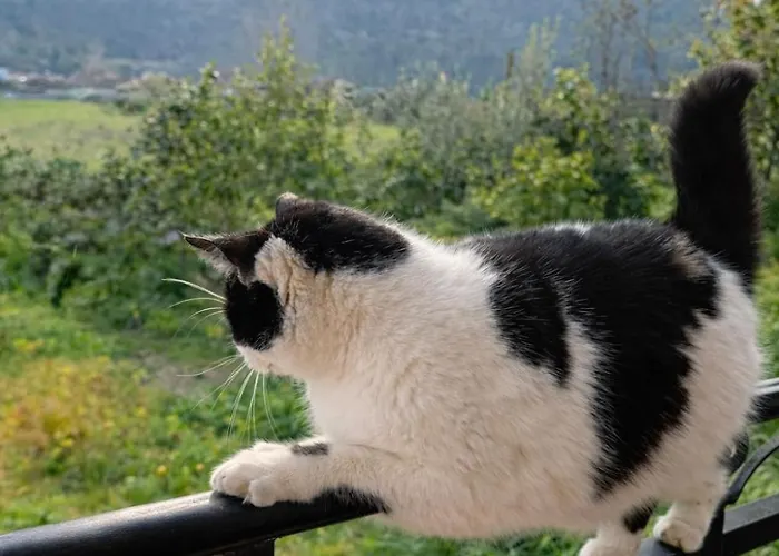 Gasthof 1 Cozy Mountain View With Balcony Breakfast Included *